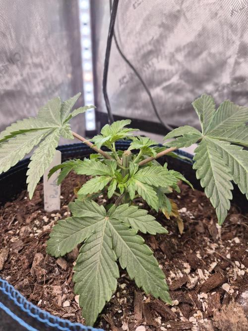 Pandalorian. Week 5 - plant 1 after topping 