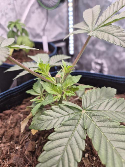Pandalorian. Week 5 - plant 4 after topping 