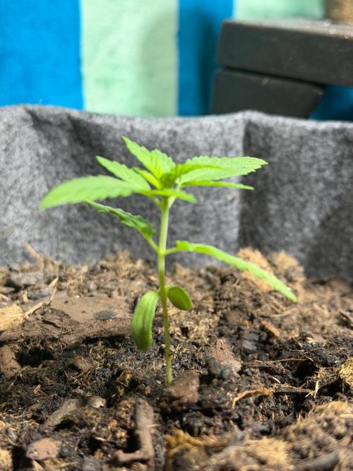 Selfish (Bagseed) My 1st Grow. Week 2 - Started outside now we here