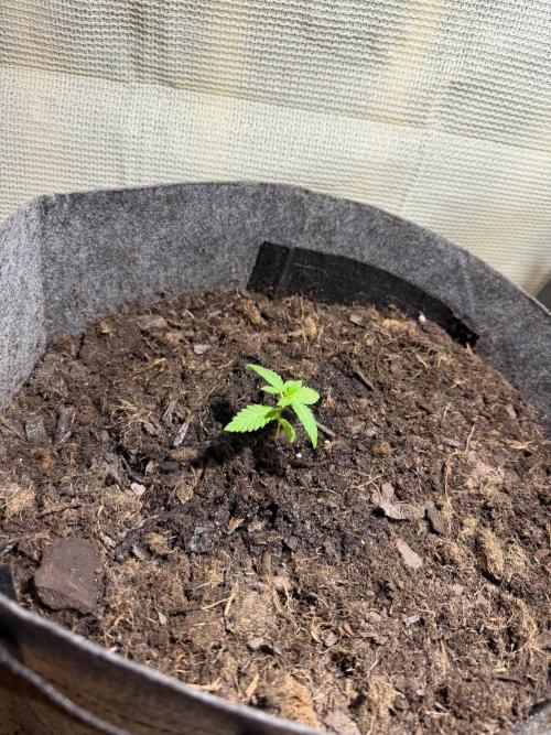 Selfish (Bagseed) My 1st Grow. Week 2