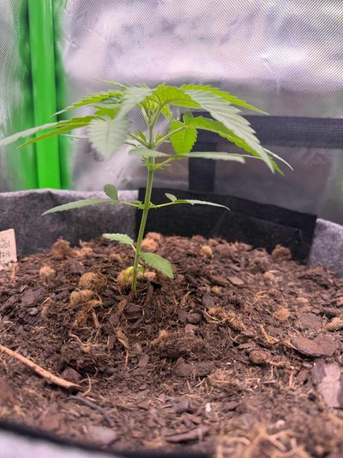 Selfish (Bagseed) My 1st Grow. Week 4 - Week 4 and she??? made it indoors in the tent