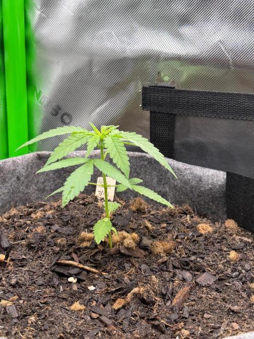 Selfish (Bagseed) My 1st Grow. Week 4 - Week 4 and she??? made it indoors in the tent