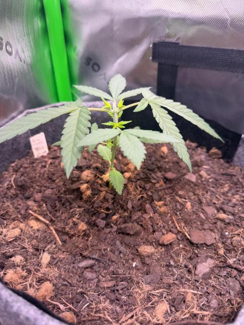 Selfish (Bagseed) My 1st Grow. Week 4 - I topped her this week as well
