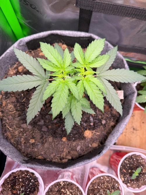 Selfish (Bagseed) My 1st Grow. Week 5 - Just nice