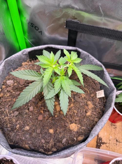 Selfish (Bagseed) My 1st Grow. Week 5 - Fresh new growth after the topping