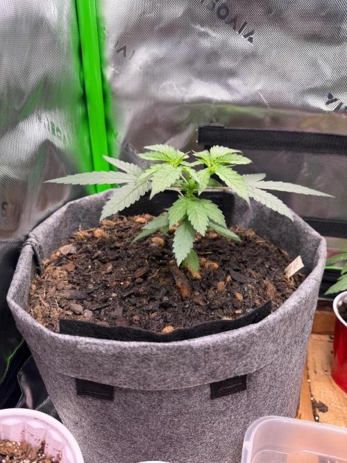 Selfish (Bagseed) My 1st Grow. Week 5 - Beautiful spread