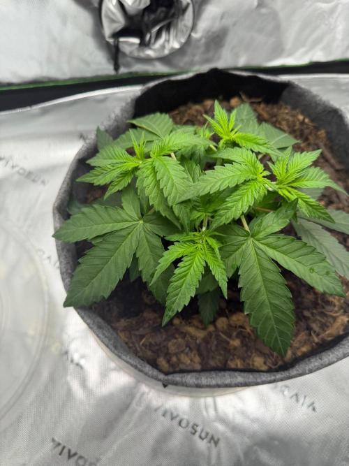 Selfish (Bagseed) My 1st Grow. Week 5 - She starting to get big