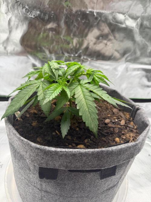 Selfish (Bagseed) My 1st Grow. Week 5 - Sooo cute