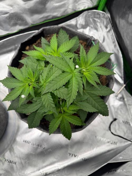Selfish (Bagseed) My 1st Grow. Week 6 - Top views are my fave