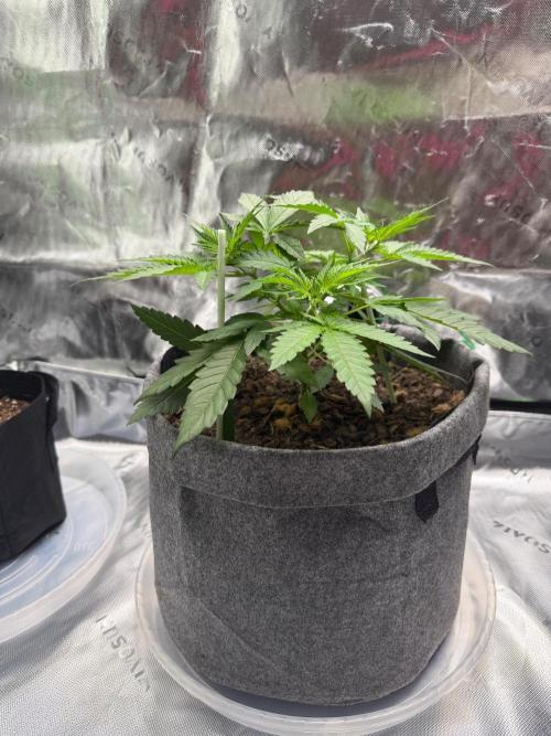 Selfish (Bagseed) My 1st Grow. Week 6 - She starting to stretch 