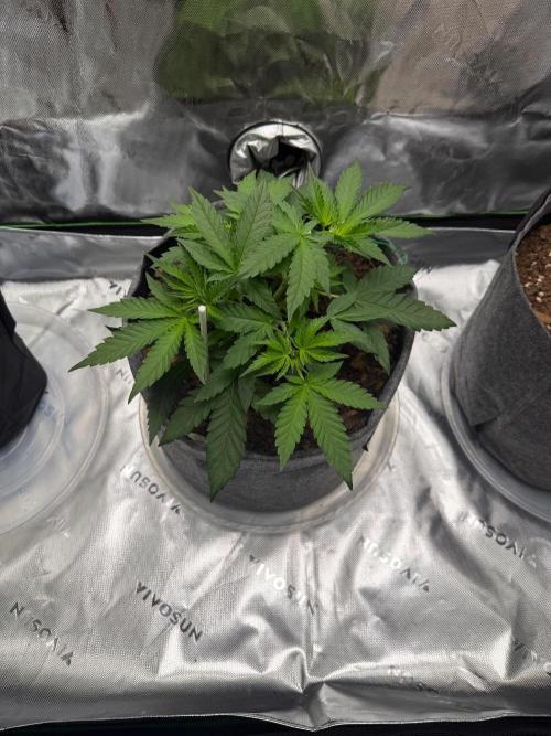 Selfish (Bagseed) My 1st Grow. Week 6 - Counting my future kolas