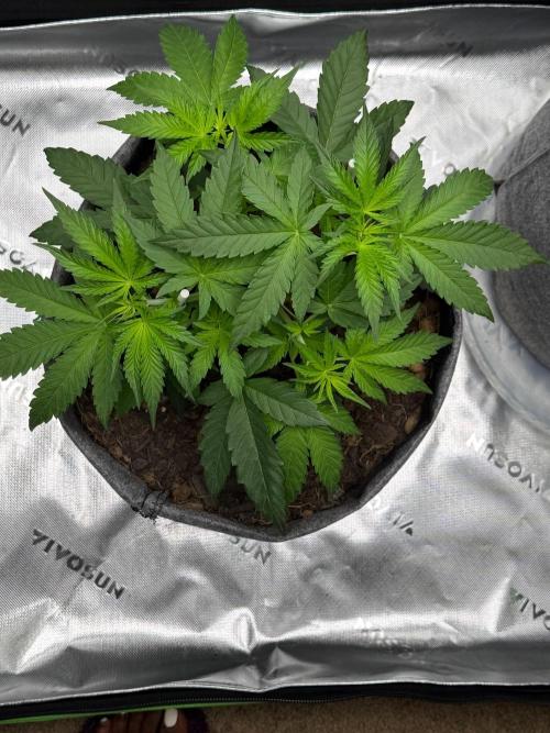 Selfish (Bagseed) My 1st Grow. Week 6 - Another top view to make sure I’m doing it righ