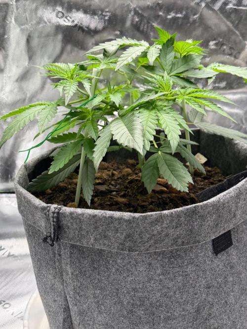 Selfish (Bagseed) My 1st Grow. Week 6 - More stretching and LST work here