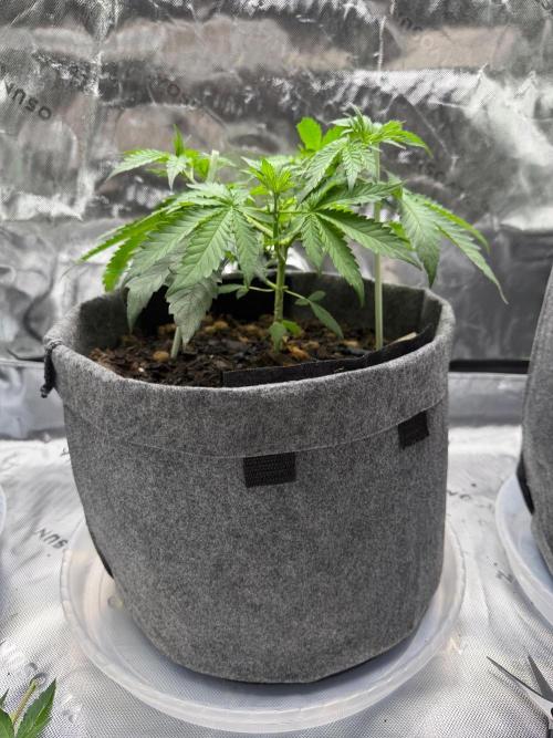 Selfish (Bagseed) My 1st Grow. Week 6 - I defoliated her here