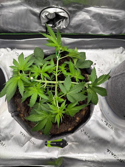 Selfish (Bagseed) My 1st Grow. Week 6 - Top view to ensure airflow