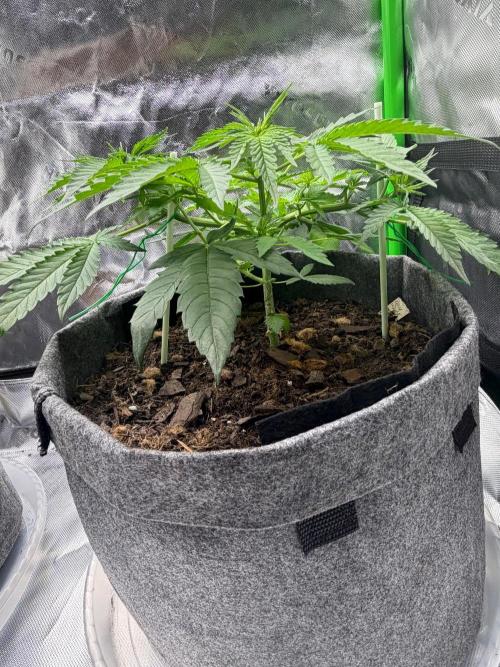 Selfish (Bagseed) My 1st Grow. Week 6 - Check me out