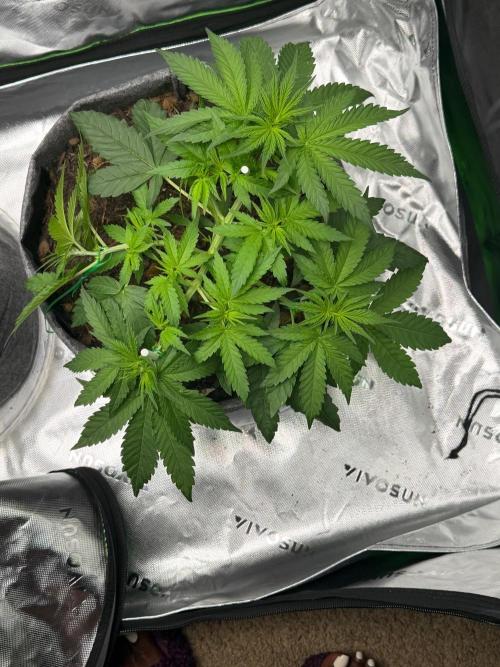 Selfish (Bagseed) My 1st Grow. Week 6 - Exactly 7 weeks today … 1 week into flower… did a little more LST and nutes