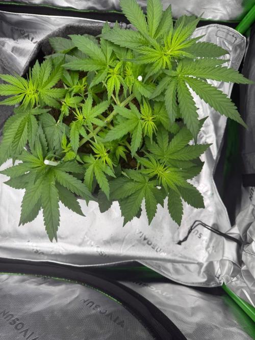 Selfish (Bagseed) My 1st Grow. Week 7 - Week 7 Day 1 - woke up to some beautiful tops staring at me… my LST is working 