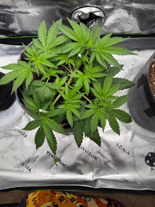 Selfish (Bagseed) My 1st Grow. Week 6