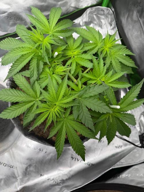 Selfish (Bagseed) My 1st Grow. Week 8 - Started out all good