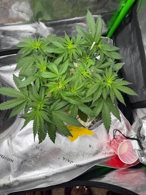 Selfish (Bagseed) My 1st Grow. Week 8 - Starting to bud