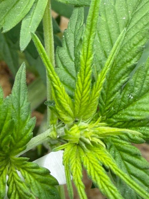 Selfish (Bagseed) My 1st Grow. Week 8 - Found out she is a hermie