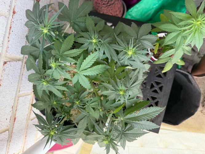 Selfish (Bagseed) My 1st Grow. Week 8 - Now she lives outside 