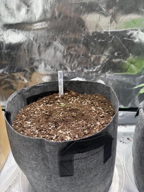 Lucy 2.0. Week 1 - She started to stretch 