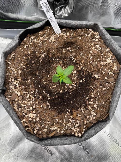Lucy 2.0. Week 1 - Growing her tops nicely