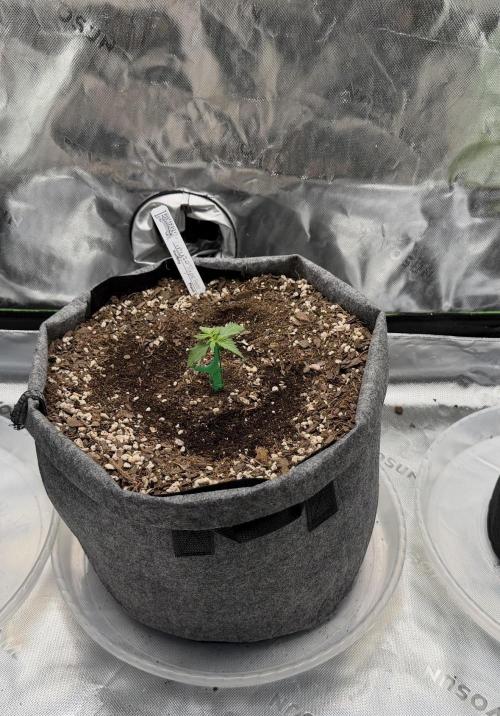 Purple Haze Auto. Week 1