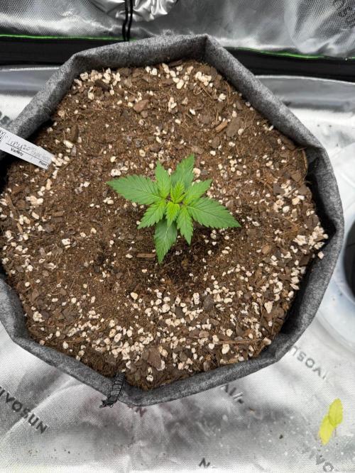 Lucy 2.0. Week 2 - Oooo she's growing 