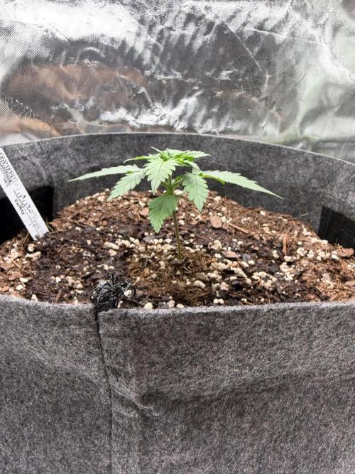Lucy 2.0. Week 2 - Still small but by next I will have something to work with 👌