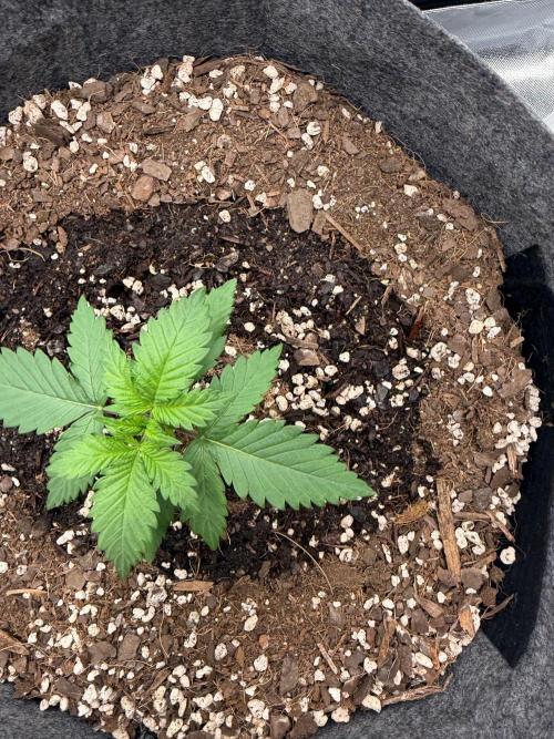 Lucy 2.0. Week 2 - Loving her canopy 