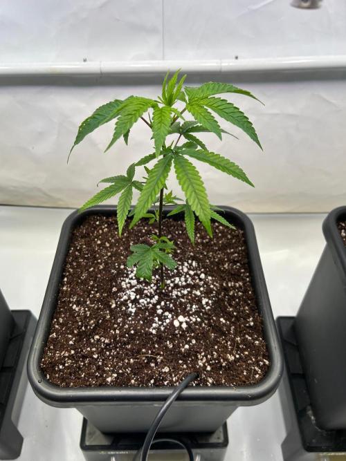 BBM - BlueBerry Muffin. Week 1 - Middle