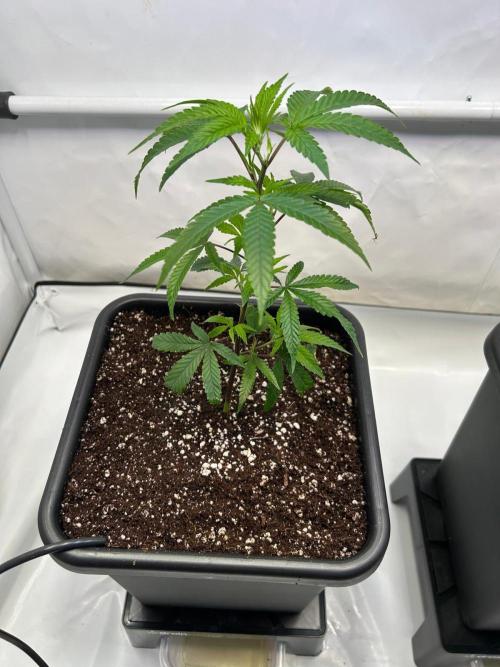 BBM - BlueBerry Muffin. Week 1 - Left