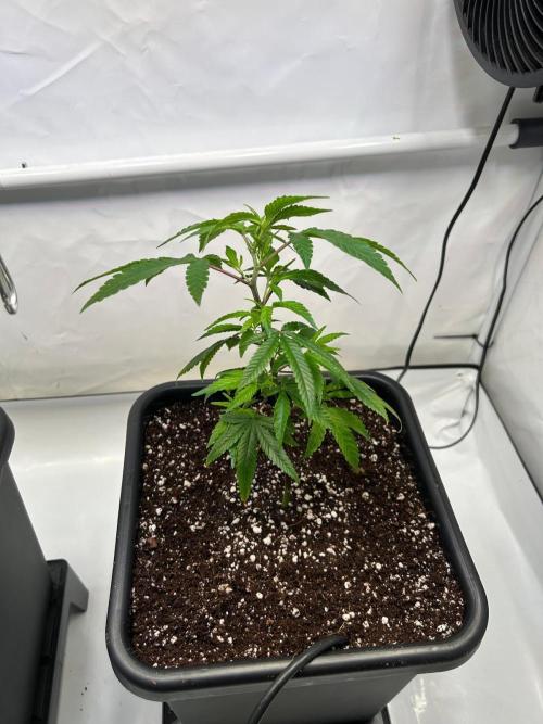 BBM - BlueBerry Muffin. Week 1 - Right