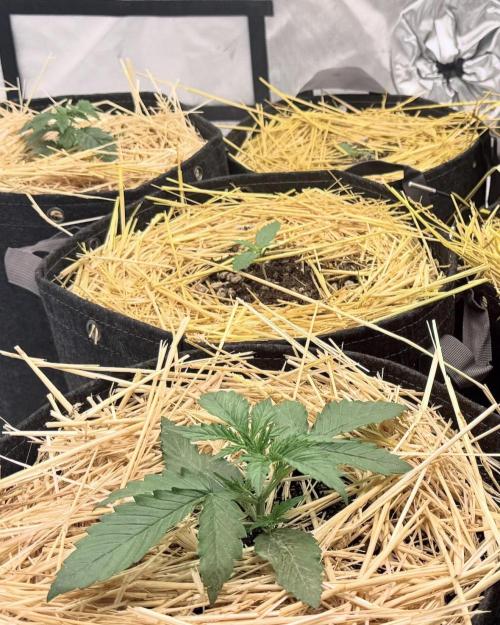 First Run. Week 3 - I planted everything at different times usually 5ish days apart maybe more.