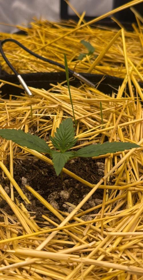 First Run. Week 3 - Grass growing with hopeful gas.