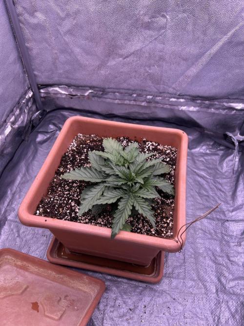 original big bud auto. Week 2