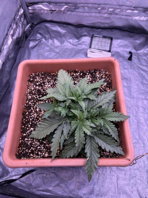 original big bud auto. Week 2