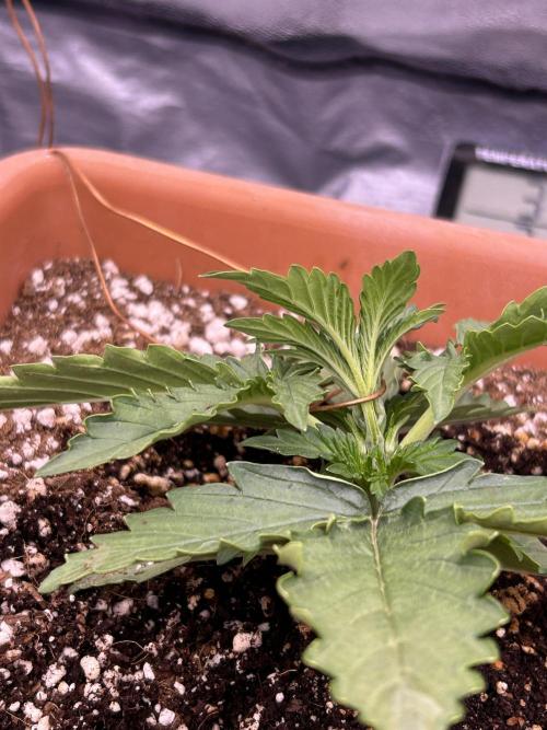original big bud auto. Week 2