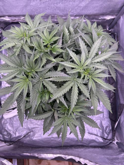 original big bud auto. Week 3
