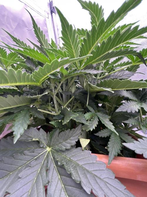 Big Bud Auto. Week 3
