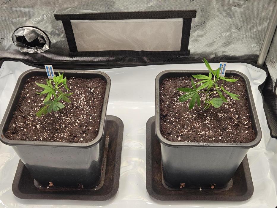 MannyT Blueberry Muffin Clone. Week 1
