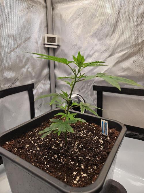MannyT Blueberry Muffin Clone. Week 2