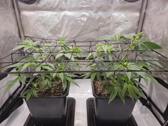 MannyT Blueberry Muffin Clone. Week 4