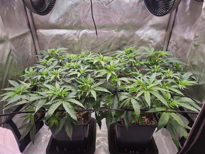 MannyT Blueberry Muffin Clone. Week 5