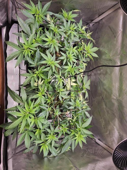 MannyT Blueberry Muffin Clone. Week 5