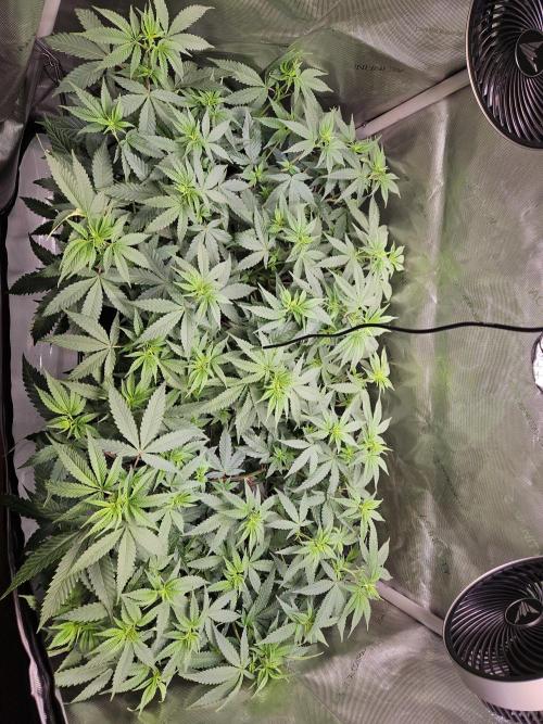 60x90. Week 6