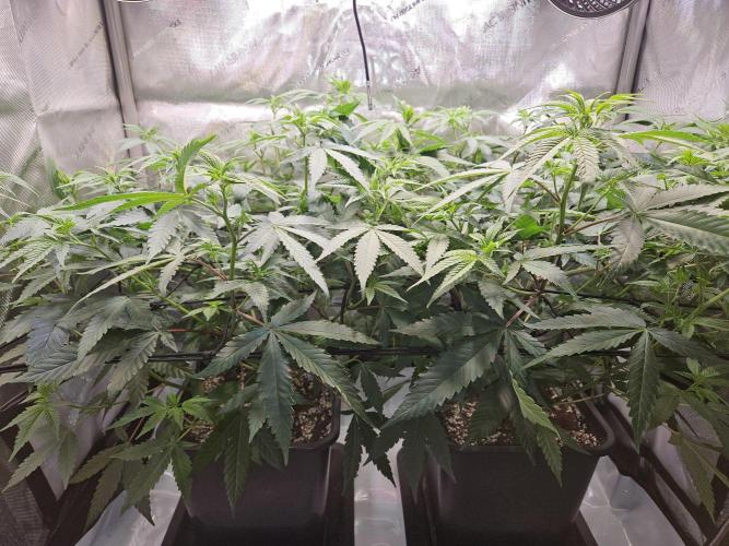 MannyT Blueberry Muffin Clone. Week 6
